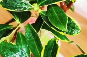 以瑞香开花后怎么养护（打造美丽的瑞香花园）