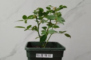 石竹花分盆的时间和方法（学会分盆，让石竹花更健康）