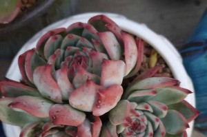 如何辨认多肉吉娃娃（从外观特征到养护技巧，一起来了解这可爱的多肉植物）