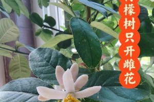 柠檬树开花怎样授粉（授粉过程及关键因素分析）