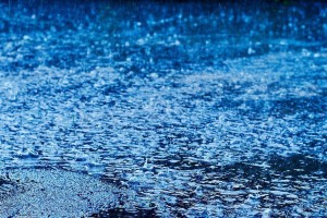 蓝色阴雨的养殖方法与注意事项（打造高产高品质的蓝色阴雨养殖）