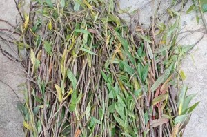 石斛兰不开花的原因分析（探究石斛兰不开花的内在原因及解决方法）