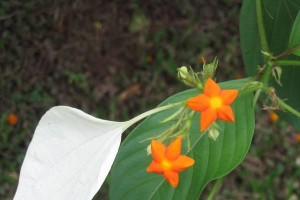 金枝玉叶花的美丽与特点（一朵独特的花朵——金枝玉叶花）