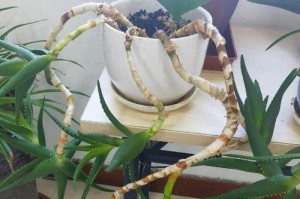 如何培养美容芦荟？（从种植到护理，美容芦荟全攻略！）