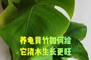 如何科学浇水龟背竹（龟背竹浇水的频率及注意事项）