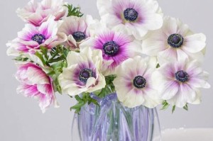 鲜花银莲花的养殖技巧——打造美丽花园的秘密（学会正确的养殖方法，让你的鲜花银莲花更加健康绽放）