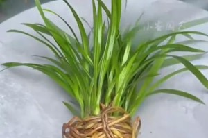 揭秘兰花萌芽的奥秘（探寻兰花小芽的成长之路）