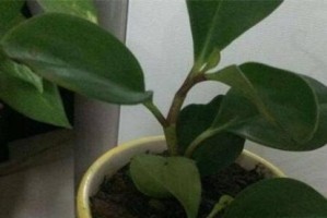 豆瓣绿修剪完全指南（教你如何正确修剪豆瓣绿，让它更健康生长）