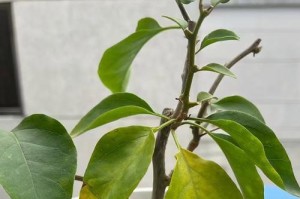 三角梅叶子发黑落叶，如何处理？（保护三角梅叶子的方法及注意事项）