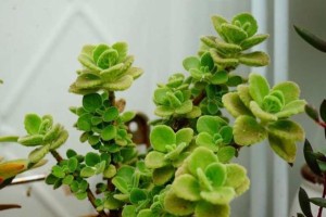 如何正确处理碰碰香烂根？（掌握关键方法，让碰碰香烂根不再困扰你！）