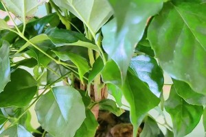 如何挽救一棵幸福树的黄叶（善待幸福树、关注植物健康、拯救绿色生命）