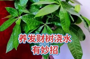 枝繁叶茂，发财树养护秘籍（细枝根茂盛，发财树繁荣生长的关键）