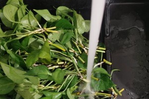 从水培到土培（探索水培绿萝如何成功转为土培，并提高植物生长质量）