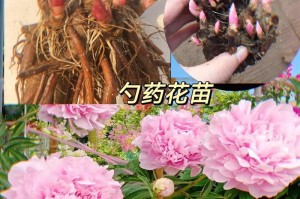 芍药根的栽培与繁殖技巧（探索芍药根种植的秘诀，打造花园的亮丽风景）