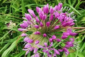 韭菜开花时间与季节剖析（揭秘韭菜花期，品味春天的芬芳）