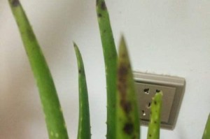 芦荟中间心黄了的原因和处理方法（探究芦荟中间心黄的原因，提供有效的处理方法）