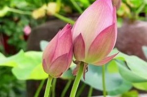 莲花不开花的原因与解决方法（揭秘莲花不开花的5大原因，教你如何让莲花绽放美丽）