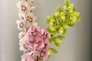 大花蕙兰黄叶子处理方法（保养大花蕙兰黄叶子的技巧）