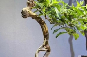 如何养护金银花盆景（打造美丽庭院的秘密）