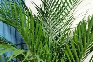 以散尾葵长虫的防治措施（打造健康花园，拒绝散尾葵长虫侵袭）