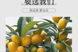 佛手柑的养殖技巧（掌握关键要点，打造丰硕佛手柑果园）
