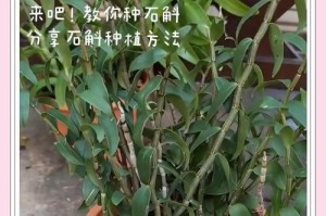秋天石斛的浇水技巧（科学浇水让石斛秋季茁壮成长）