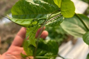 百香果开花不结果，如何解决？（百香果树的种植方法和养护技巧，提高果实产量）