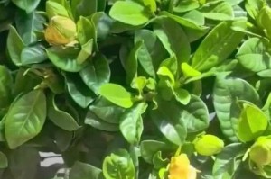 研究裁栀子花不开花的原因（探索提高裁栀子花开花率的方法）