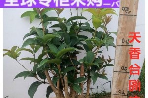 以日香桂怎么能多长叶子（掌握关键因素，让日香桂成为繁茂的绿色庭园）