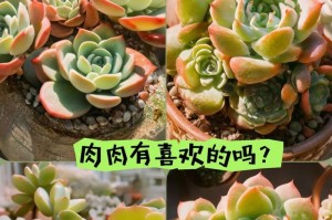 多肉养护指南（掌握多肉植物的护理技巧，让你的多肉健康成长）
