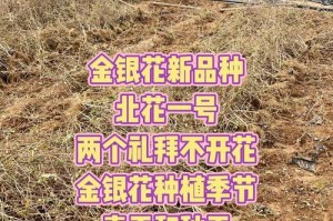 红金银花的种植技巧（掌握红金银花的种植方法，打造美丽花园）