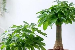 财务室理财好帮手——适合放置的植物（打造办公室绿色氛围，提升工作效率）