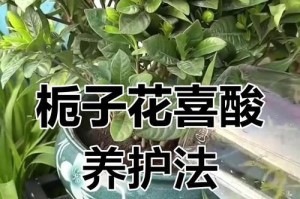 栀子花的浇水与水质要求（了解栀子花的浇水技巧，让花开得更美丽）