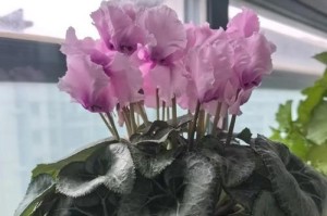 探索仙客来叶子高的魅力（一场别开生面的旅行体验）