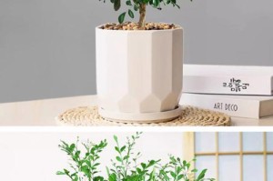 如何让九里香顺利过冬？（放室外是否安全？如何防止受冻？）