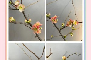 日本海棠开花期（揭秘日本海棠的开花时间和花期长短）