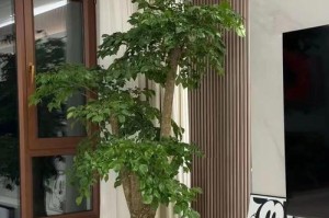 养护幌伞枫，打造独特庭院景观（探秘幌伞枫的种植技巧和养护经验）