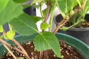 花木生虫了怎么办？（保护花木免受害虫侵害的有效方法）