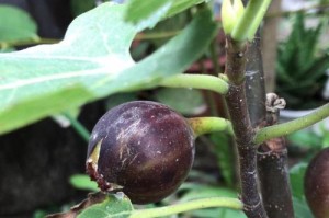 水梅花是木本还是草本？——解析水梅花的植物属性（以形态特征和生长习性为切入点，揭开水梅花本质之谜）