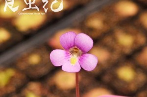 探秘食虫草的发芽养护之道（揭秘食虫草发芽后的关键养护技巧）