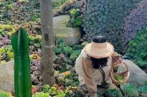 如何养护以胖姑娘植物？（打造健康可爱的以胖姑娘）