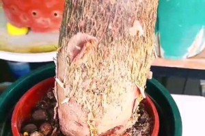 发财树枝干腐烂如何救治（发财树枝干腐烂的原因及有效救治方法）