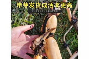 水桶种莲藕的种植技巧（让你在家也能种出好莲藕）