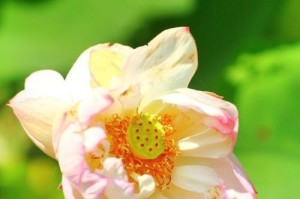 并蒂莲开花时间与花期（探究并蒂莲的开花规律与品种特点）