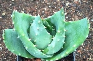 芦荟是多肉植物吗？（探究芦荟的生长习性与特点）