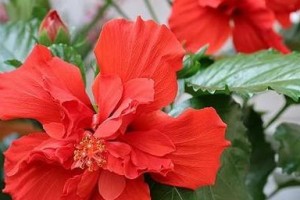 扶桑花扦插后的科学浇水方法（以扦插后的扶桑花如何保持适当湿润）