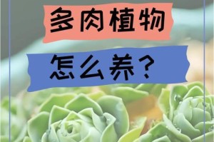 克拉夫多肉怎么养护变红又爆盆？（打造健康多肉，揭秘克拉夫变红秘诀，避免多肉爆盆）