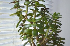 秋天养育多肉植物的技巧（打造多肉植物的秋日花园）