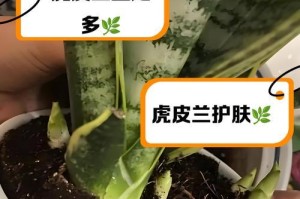 虎皮兰的扦插时间和方法（成功扦插虎皮兰的技巧与要点）