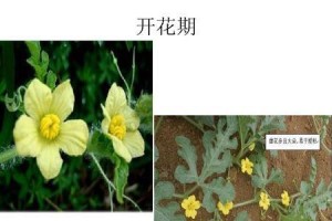 西瓜生长期多少天？（揭开西瓜成长秘密，了解西瓜生长周期。）